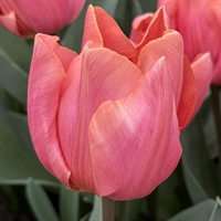 Tulipan Pink Jimmy 8 løg